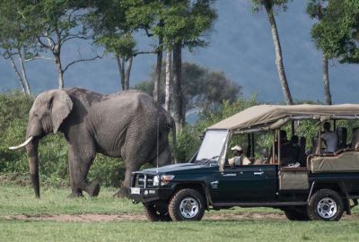 Wildlife Tours