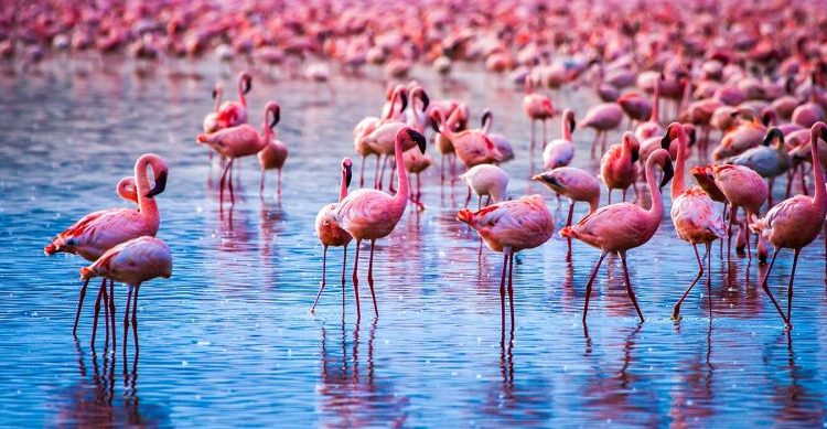 Lake Nakuru