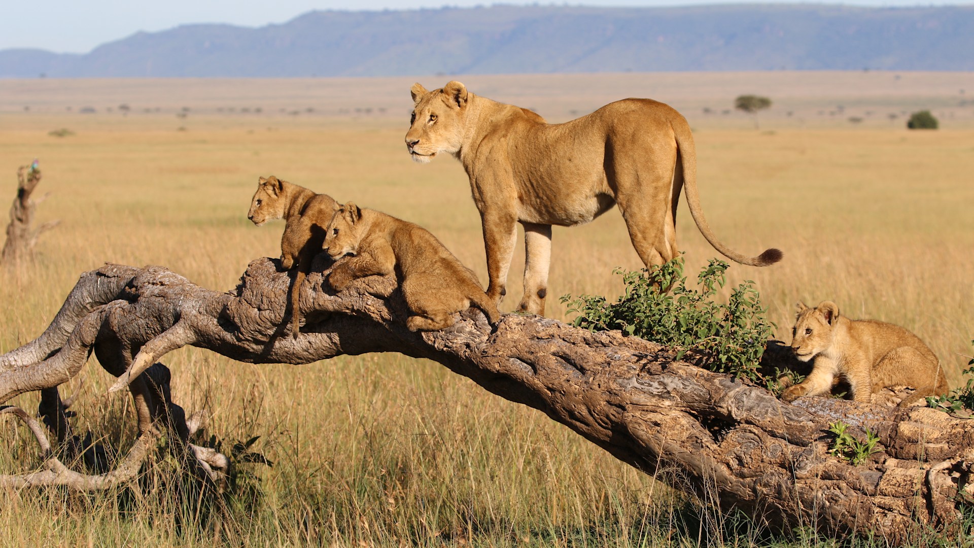 Masai Mara